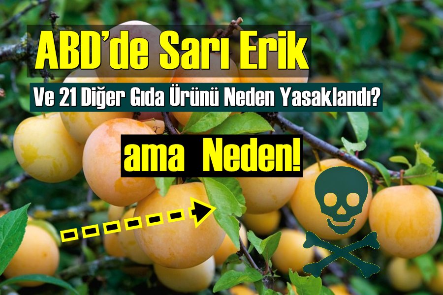 Yasaklı Meyveler! Sarı Eriğin yenmesi ve satılması yasaklandı! ama Neden!